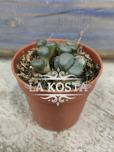 Алоинопсис Шунеса 2