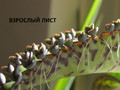 Каланхое Дегремона