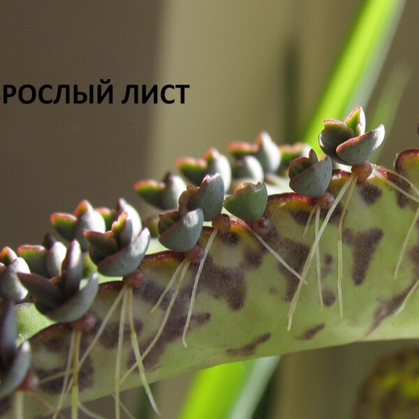 100% уникальные фото Каланхое Дегремона