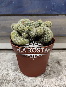 Маммиллярия Элонгата Кристата