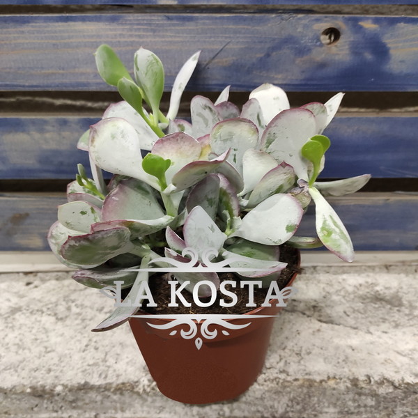 100% уникальные фото Котиледон Корал