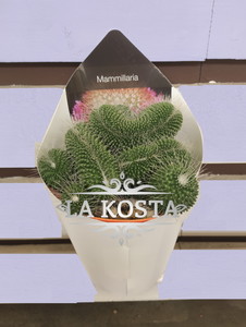 Маммиллярия Пико Кристата