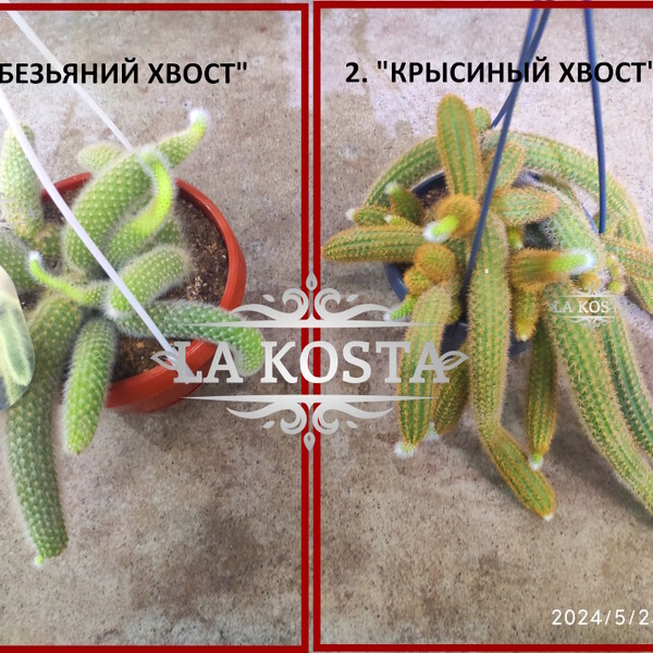 100% уникальные фото Клейстокактус Хильдевинтера Коладемононис или Обезьяний Хвост