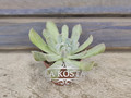 Эхеверия Спайдер