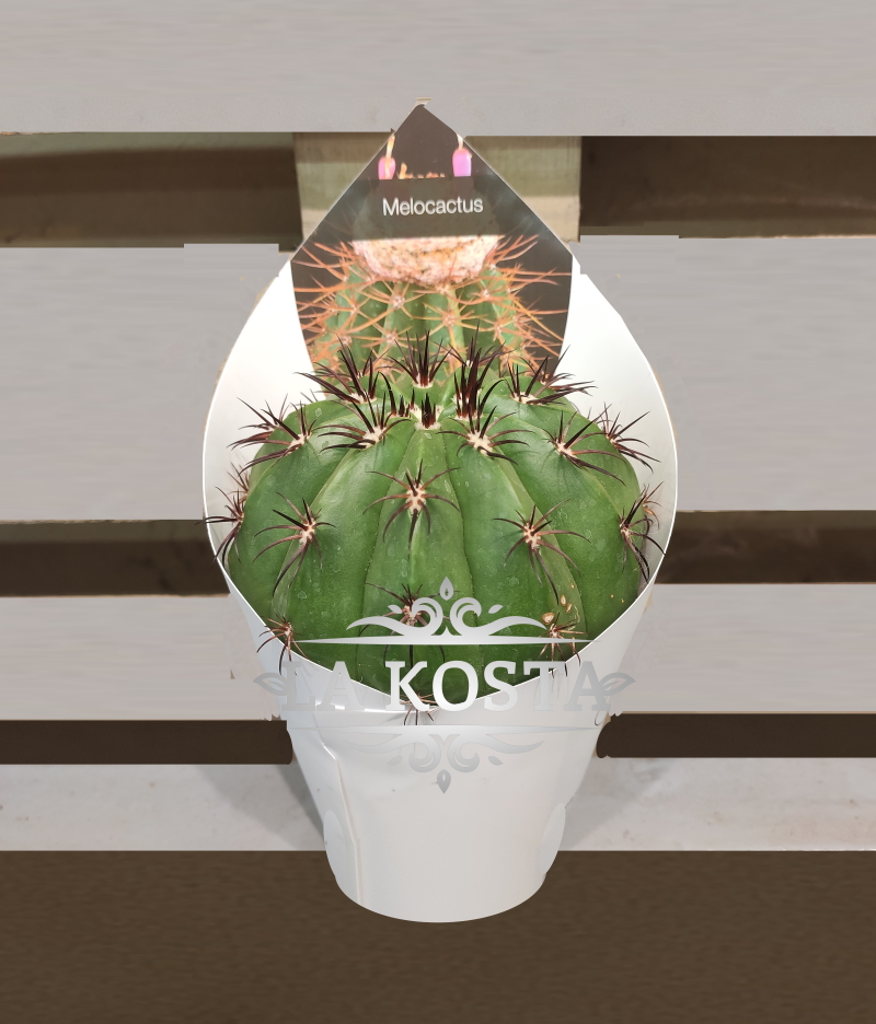 1560     ,