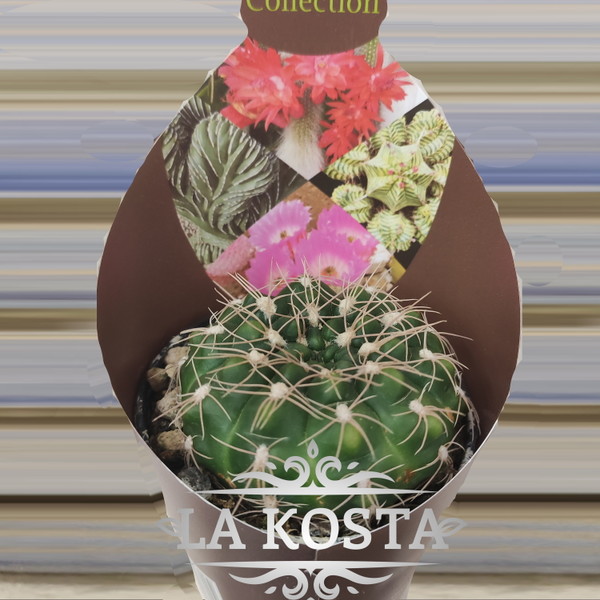 100% уникальные фото Гимнокалициум Калохрорум
