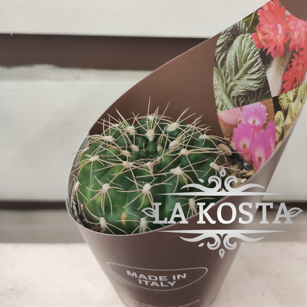 100% уникальные фото Гимнокалициум Калохрорум