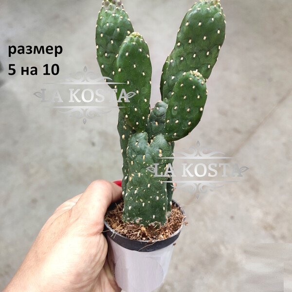 100% уникальные фото Опунция (Консолея) Рубесценс 2