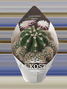 Кактус Эхинопсис Эрье 2