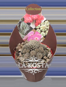 Кактус Сулькоребуция Ланжери
