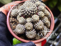 Кактус Сулькоребуция Ланжери