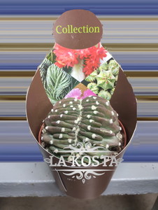 Кактус Эхинопсис Субденудата Кристата 2