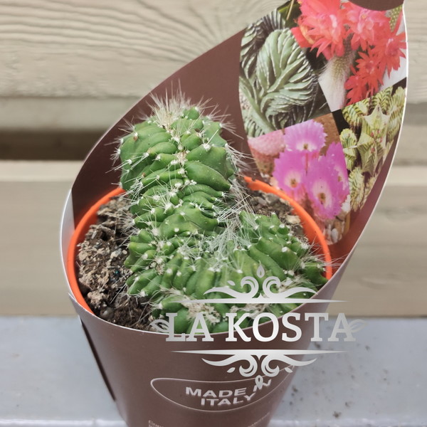 100% уникальные фото Необускбаумия Многогребенчатая Кристата
