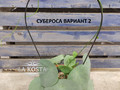 Стефания Субероса
