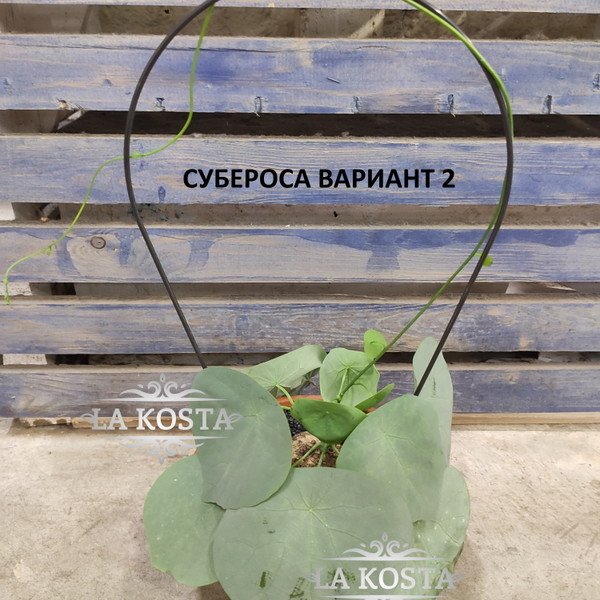 100% уникальные фото Стефания Субероса