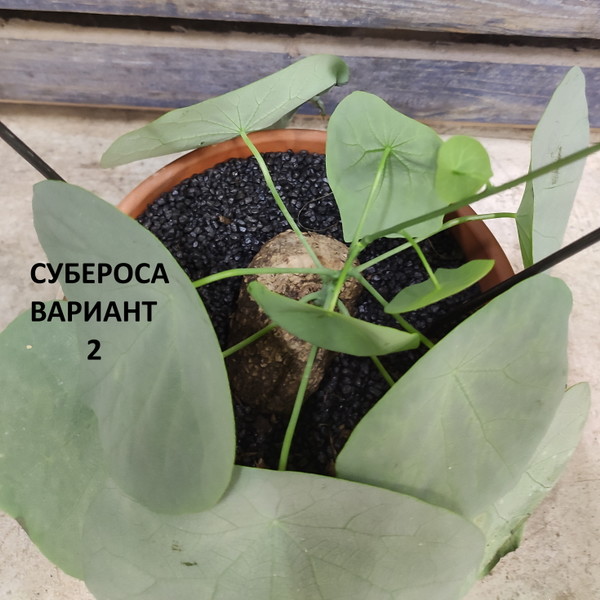 100% уникальные фото Стефания Субероса