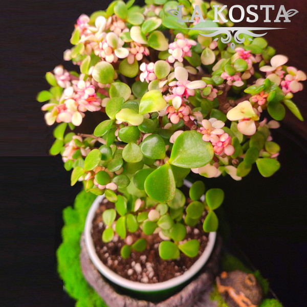 100% уникальные фото Портулакария Афра Вариегата 2