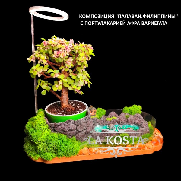 100% уникальные фото Портулакария Афра Вариегата 2