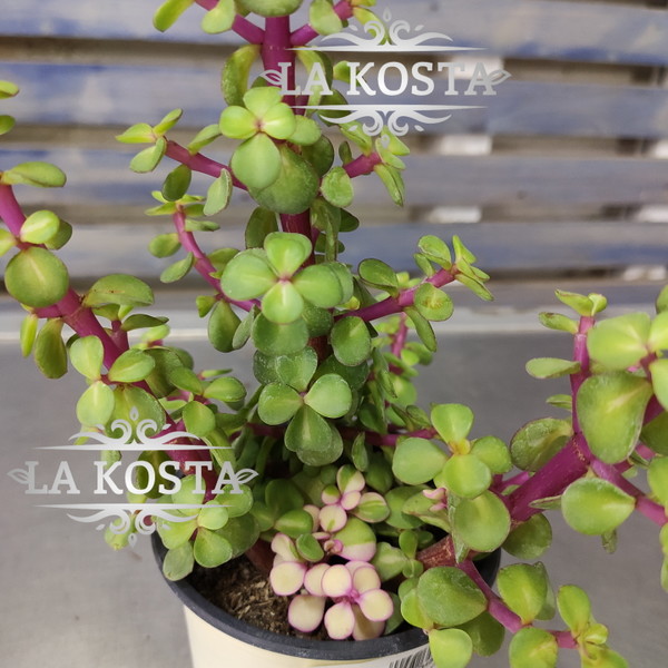 100% уникальные фото Портулакария Афра Вариегата 2