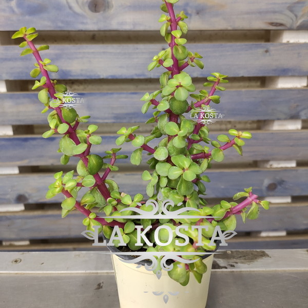 100% уникальные фото Портулакария Афра Вариегата 2