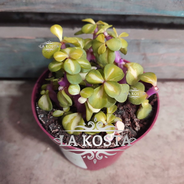 100% уникальные фото Портулакария Афра Медиопикта