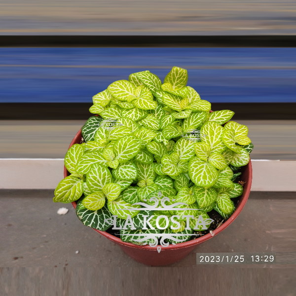 100% уникальные фото Фиттония Мозайка Лимон