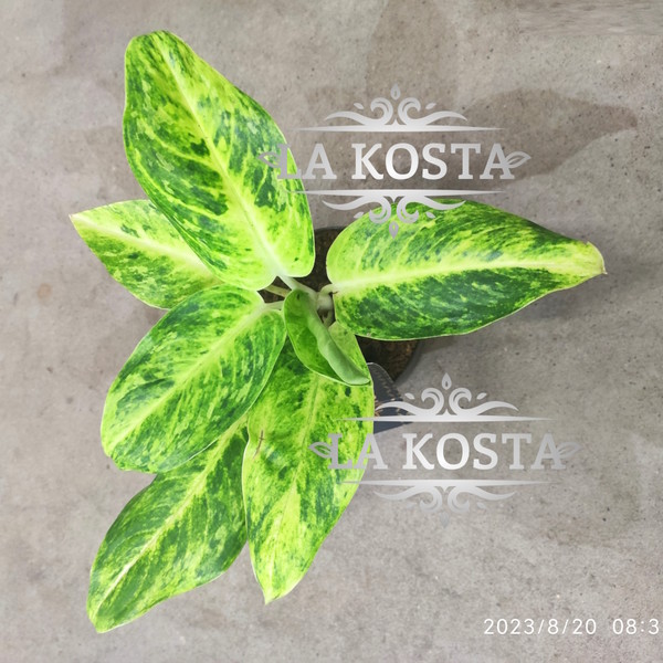 100% уникальные фото Аглаонема Цитронелла