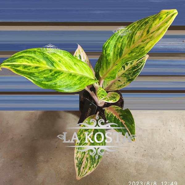 100% уникальные фото Аглаонема Пич Перл или Персиковый Жемчуг