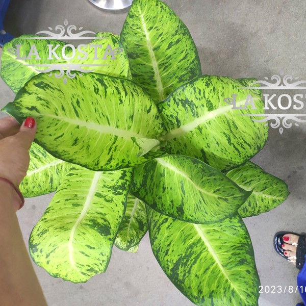 100% уникальные фото Диффенбахия Вайт Амазон