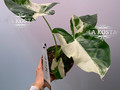 Алоказия Макрорриза Вариегатная