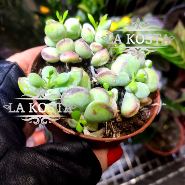 100% уникальные фото Котиледон Пенденс