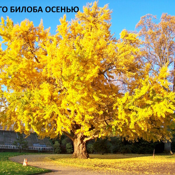 100% уникальные фото Гинкго Билоба или Двулопастный