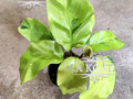 Калатея Еллоу Миракл или Желтое Чудо