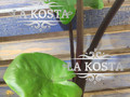 Алоказия Блэк Кобра