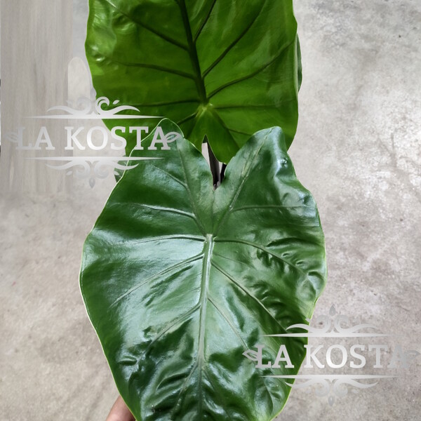 100% уникальные фото Алоказия Блэк Кобра