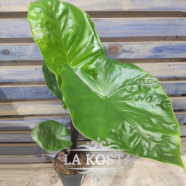 100% уникальные фото Алоказия Блэк Кобра