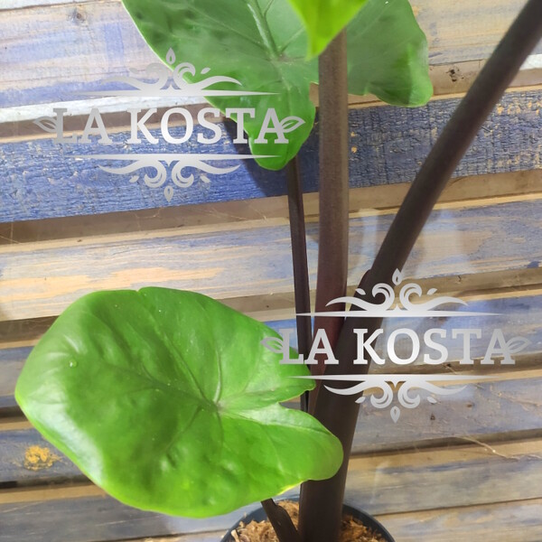 100% уникальные фото Алоказия Блэк Кобра