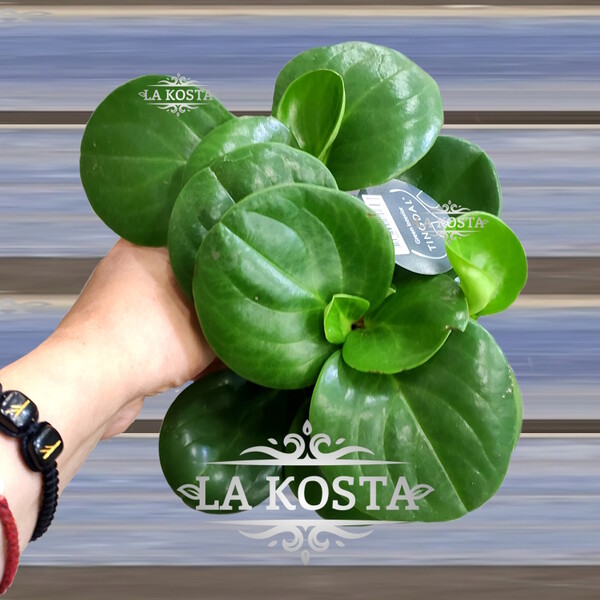 100% уникальные фото Пеперомия Обтусифолия Грин