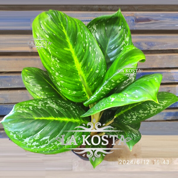 100% уникальные фото Аглаонема Оникс Грин