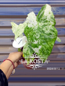 Алоказия Макрорриза Спешл