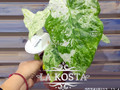 Алоказия Макрорриза Спешл