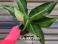 Аглаонема Гуава Пинк